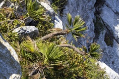 Chamaerops humilis