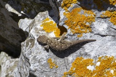 Tarentola mauritanica