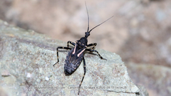 Acanthaspis cincticrus