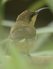 Cinnyris lotenius