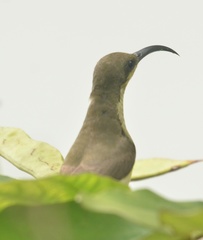 Cinnyris lotenius