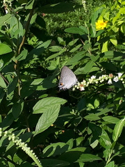 Tajuria cippus maxentius