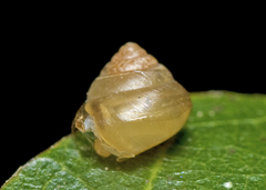 Coneuplecta calculosa