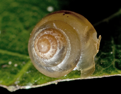 Coneuplecta calculosa