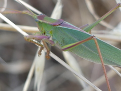 Terpandrus endota