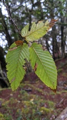 Carpinus rankanensis