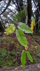 Carpinus rankanensis