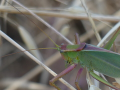 Terpandrus endota