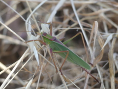 Terpandrus endota