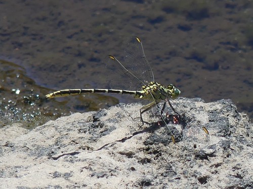 Yellow-striped Hunter
