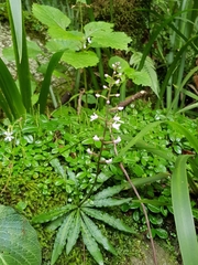 Stenoglottis fimbriata