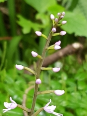 Stenoglottis fimbriata