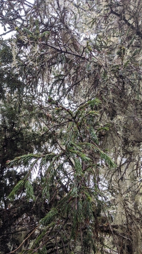 Image of Picea morrisonicola by (c) Cheng-Te Hsu, some rights reserved (CC BY)