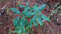 Daphne arisanensis