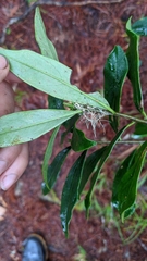 Daphne arisanensis