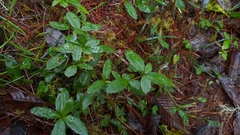 Berberis nantoensis