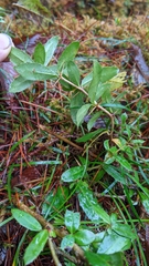 Berberis nantoensis