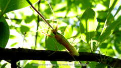 Epidaus tuberosus