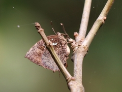 Thaduka multicaudata