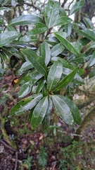 Litsea morrisonensis