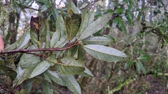 Litsea morrisonensis