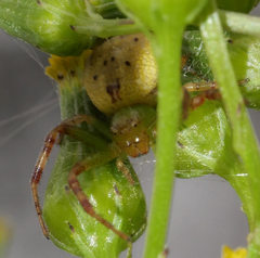 Australomisidia pilula
