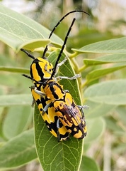 Tragocephala variegata