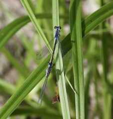 Paracercion calamorum calamorum