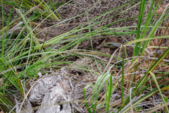 Lissolepis coventryi