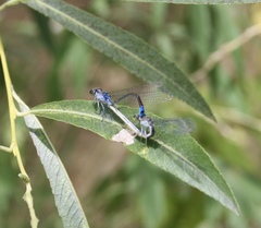 Paracercion calamorum calamorum