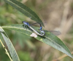 Paracercion calamorum calamorum