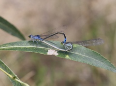 Paracercion calamorum calamorum