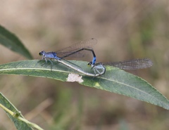 Paracercion calamorum calamorum