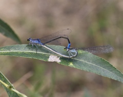 Paracercion calamorum calamorum