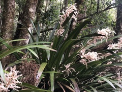 Helmholtzia glaberrima