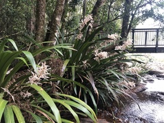 Helmholtzia glaberrima