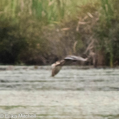 Botaurus lentiginosus