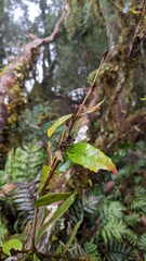 Berberis morii