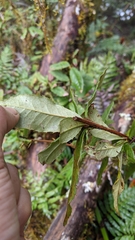 Berberis morii