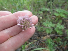 Allium splendens