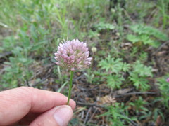 Allium splendens