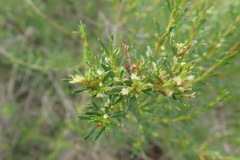 Cliffortia repens