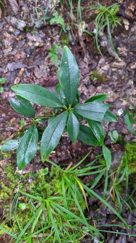 Daphne arisanensis (Daphne arisanensis)
