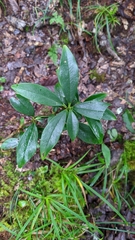 Daphne arisanensis