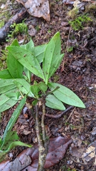 Daphne arisanensis