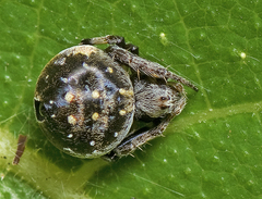 Araneus rotundulus