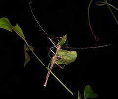 Trachythorax
