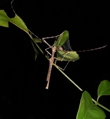 Trachythorax