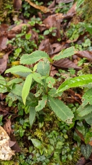 Berberis morii