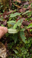Berberis morii